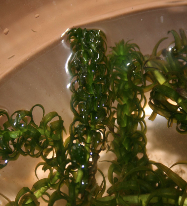Curly Water Thyme - invasive species