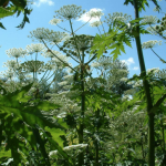 Giant Hogweed - invasive species