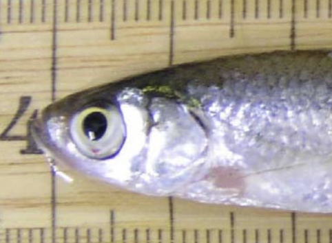 Sunbleak Fish - invasive species
