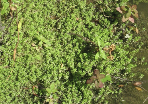 Australian swamp-stonecrop - invasive species