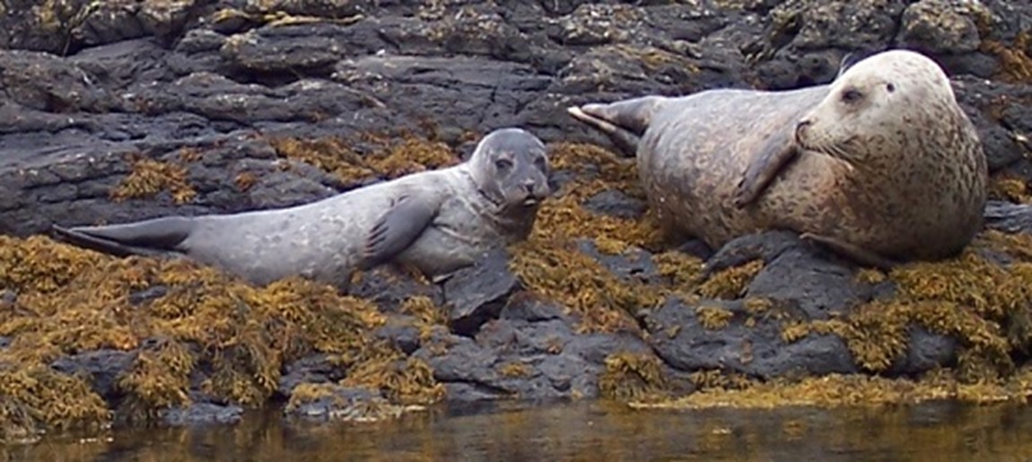 Seals Around The British Isles - Angling Trust