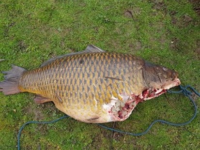 Large Specimen Carp